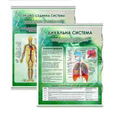 Комплект плакатів Дихальна та серцево-судинна системи людини