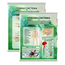 Комплект плакатів Нервова і травна системи людини